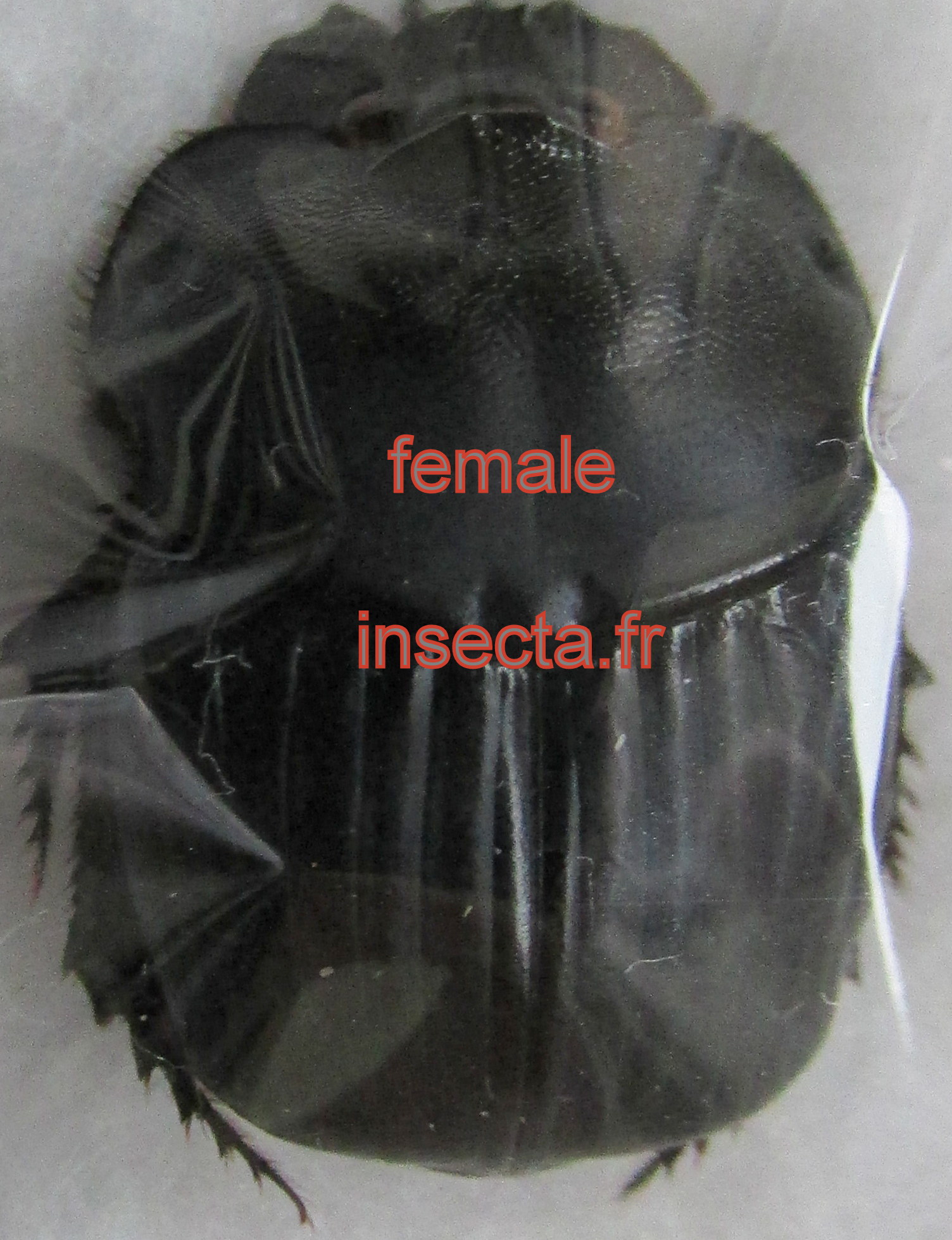 Coprophanaeus dardanus femelle
