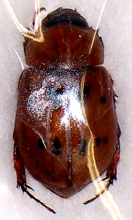 Cyclocephala sexpunctata ssp femelle A-