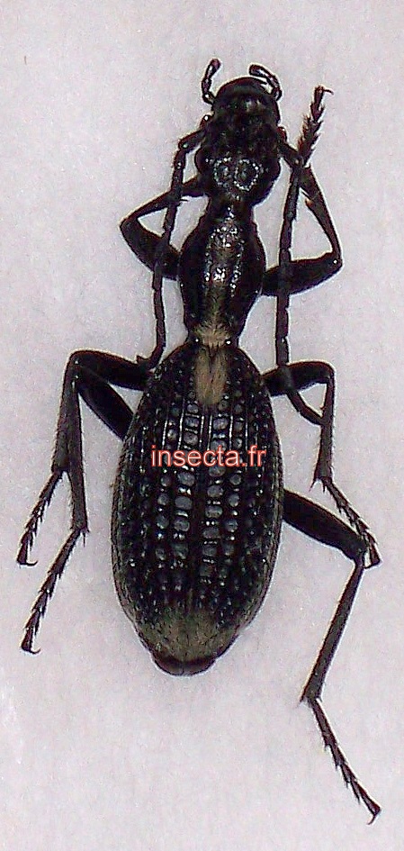 Cypholoba specie (Mazabuka)