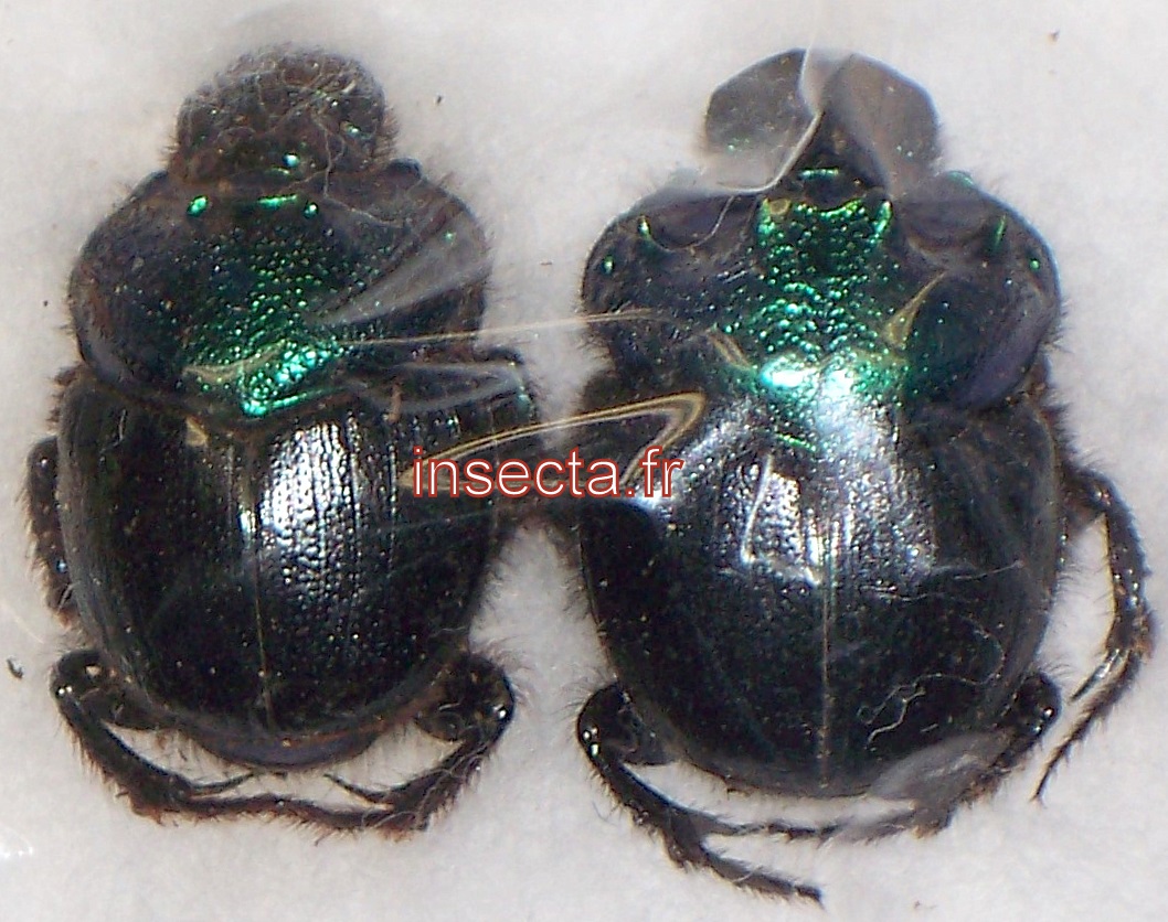 Diastellopalpus thomsonii pair