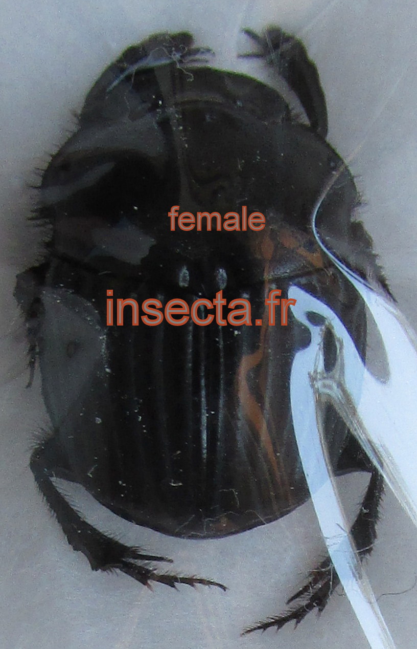 Phanaeus prasinus female