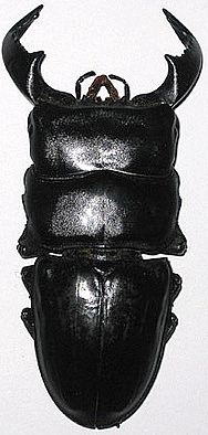 Dorcus bucephalus P(M80mm)