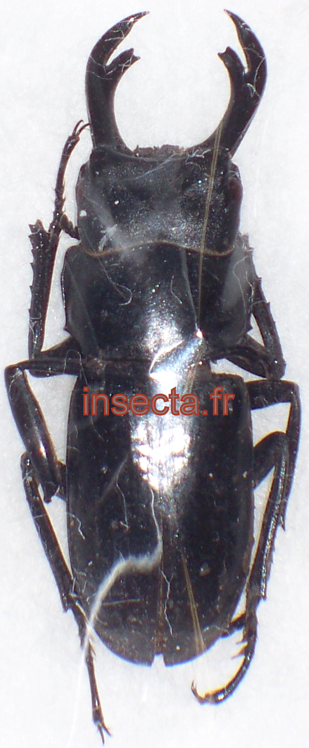 Dorcus (=Digonophorus) costipennis m&acirc;le 27-28mm