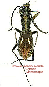 Dromica (Pseudodromica) mauchii mauchii