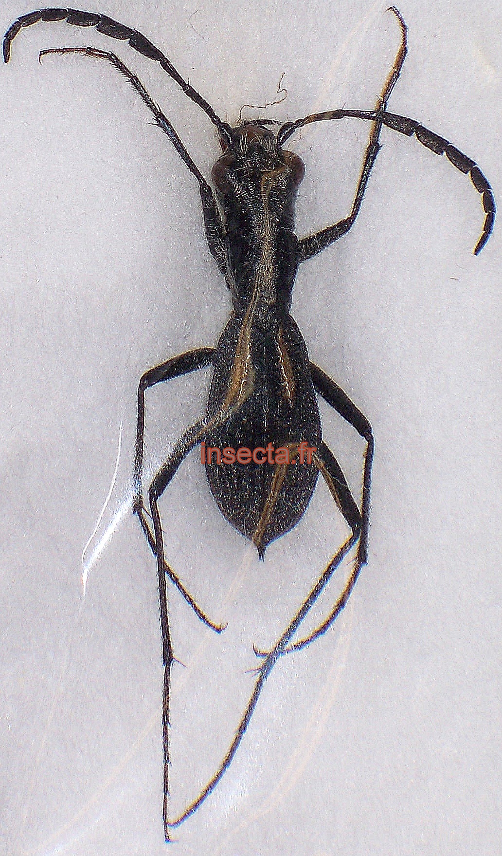 Dromica (Pseudodromica) mauchii mauchii