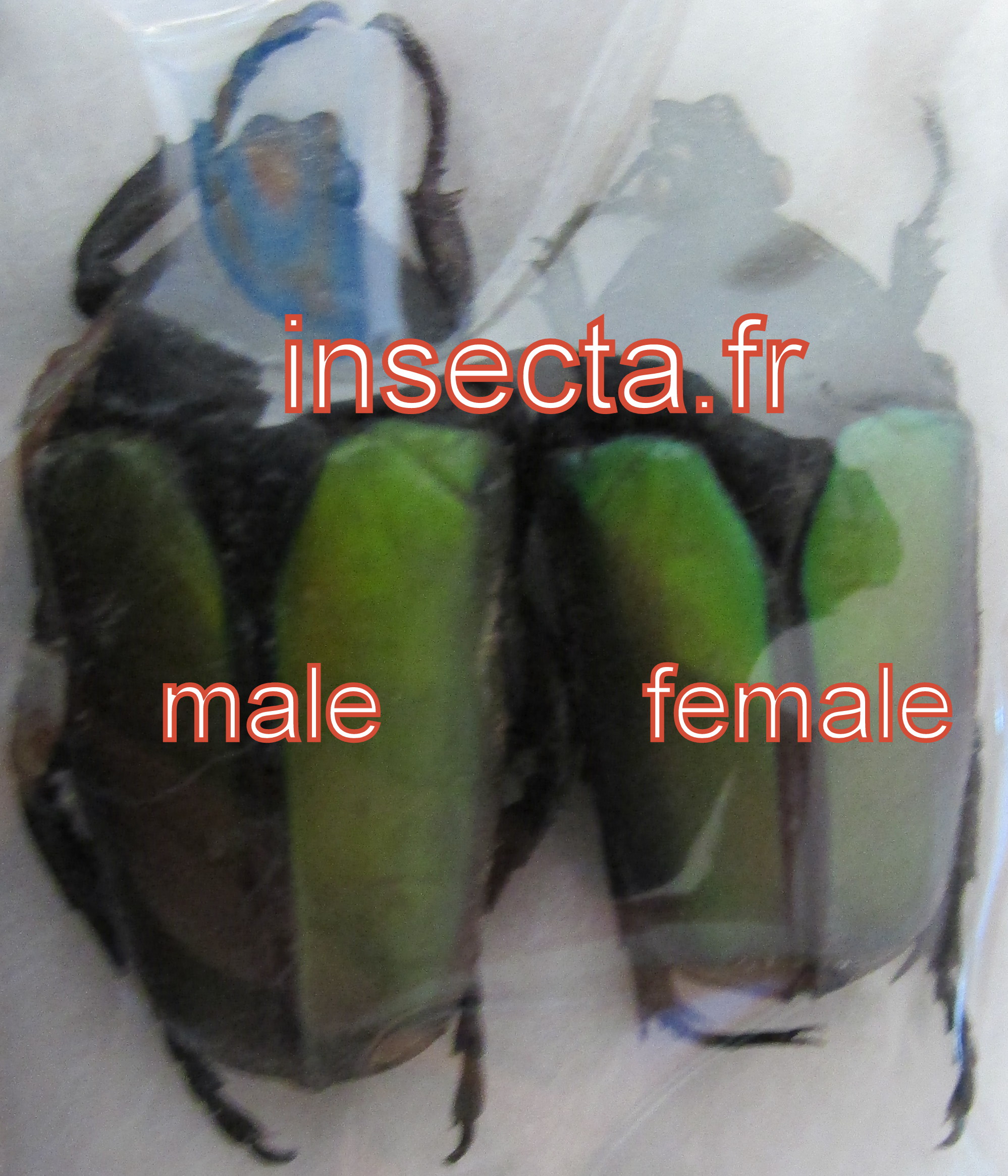 Eccoptocnemis (Caelorrhina) relucens seminigra couple