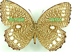 Elymnias hewitsoni hewitsoni female