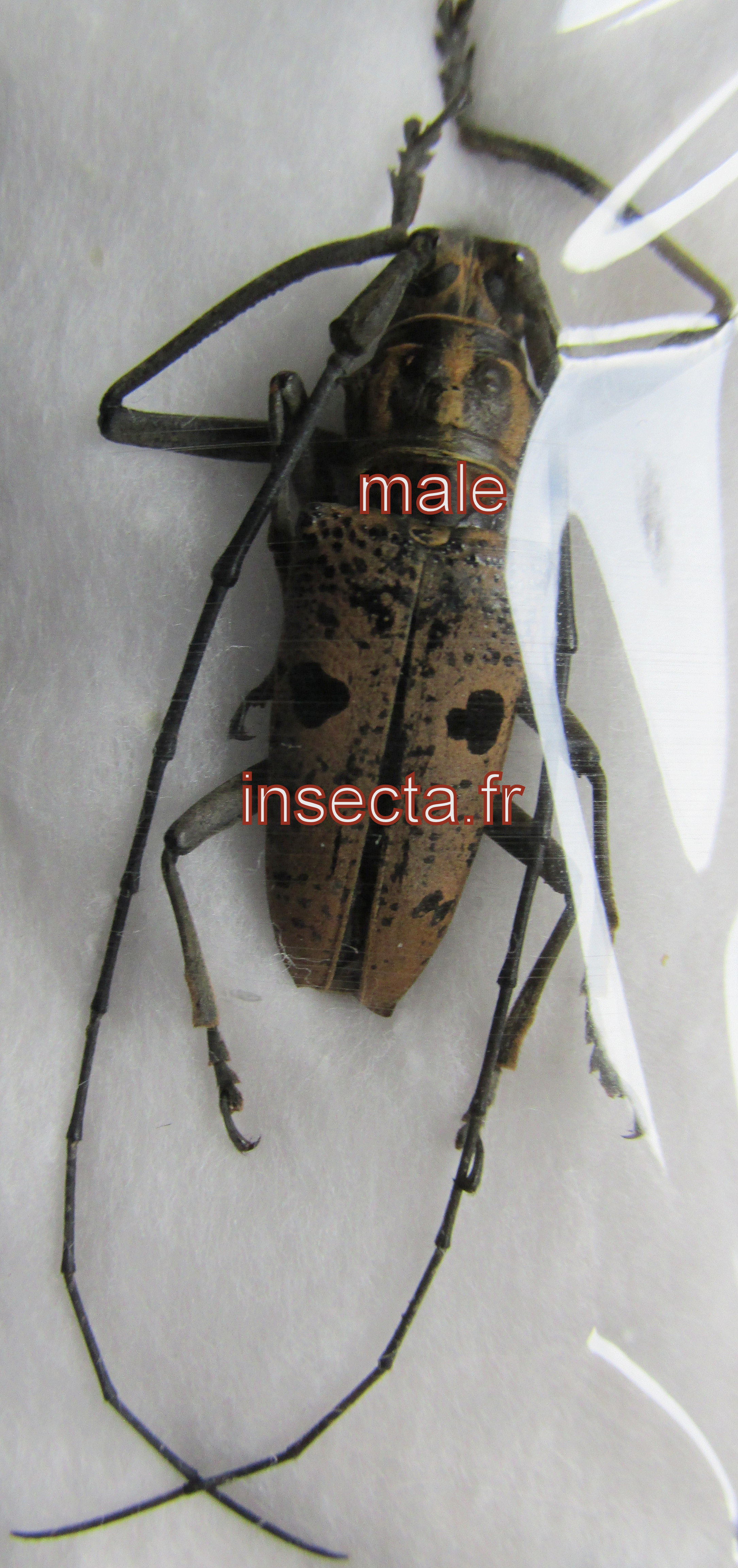 Epepeotes luscus macho