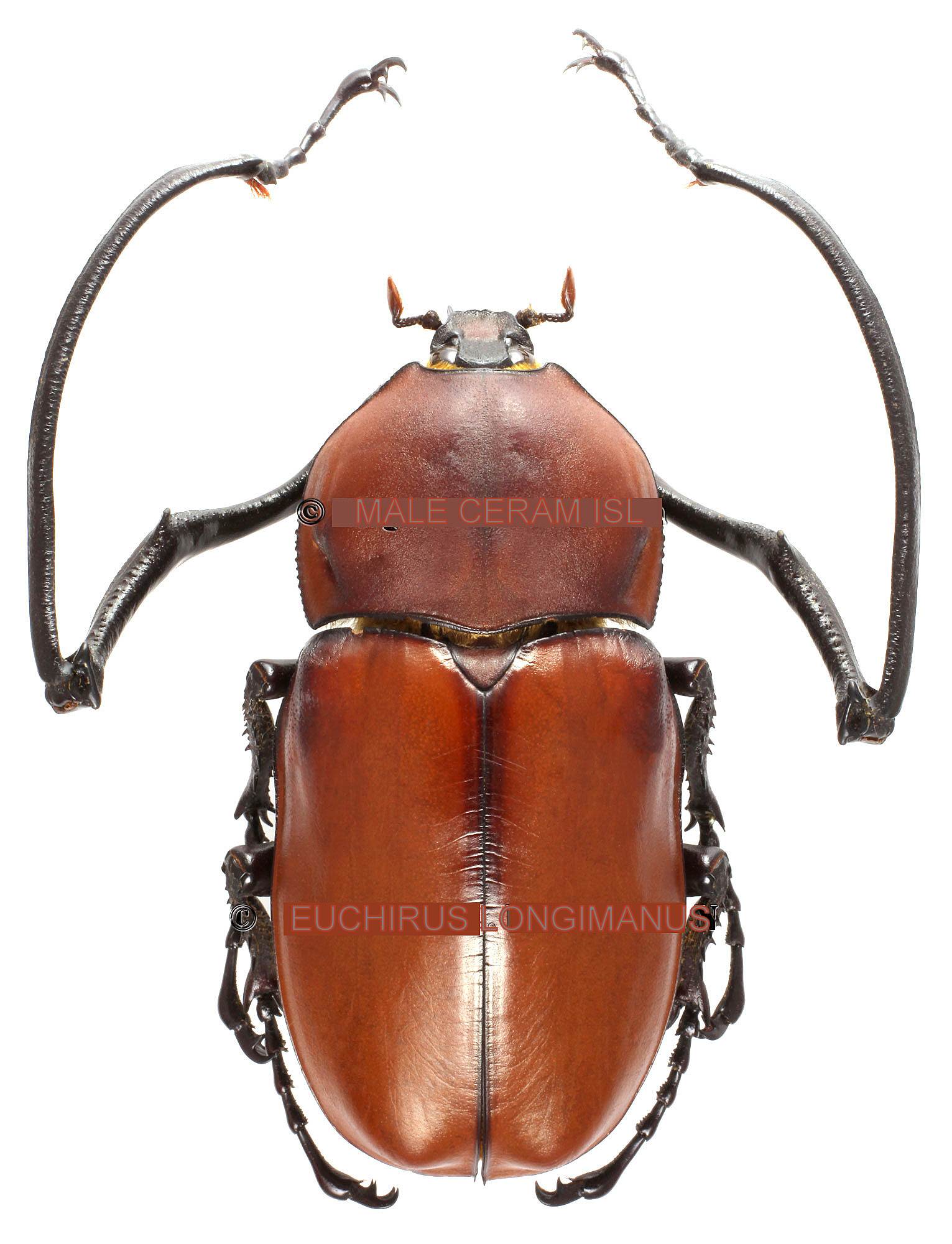 Euchirus longimanus pareja (macho 59mm)