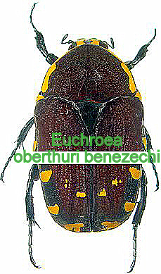 Euchroea oberthuri benezechii couple