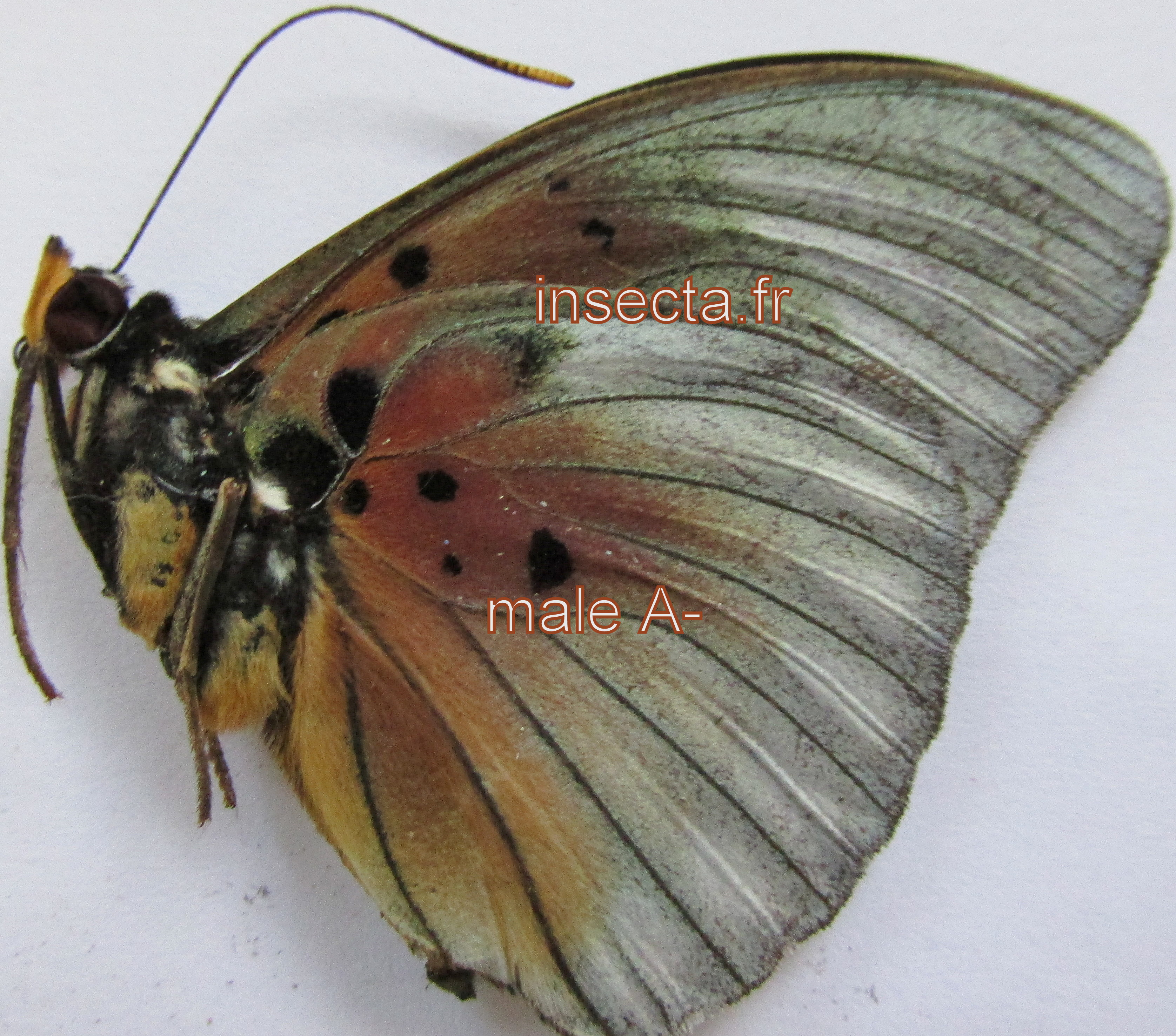 Euphaedra edwardsi male A-