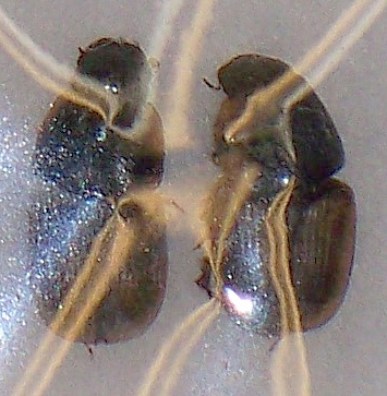 Evonificellus intermedius pair