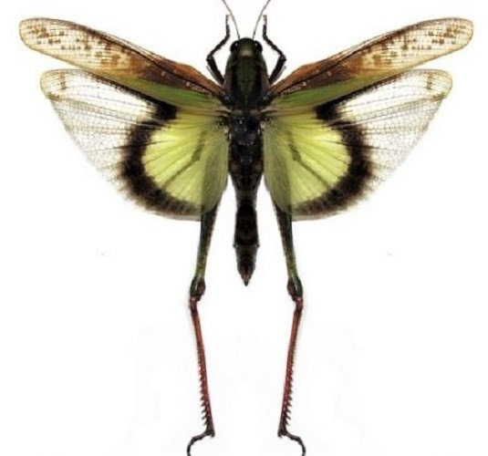 Gastrimargus africanus parvulus femelle (ailes ouvertes envergure 78mm)