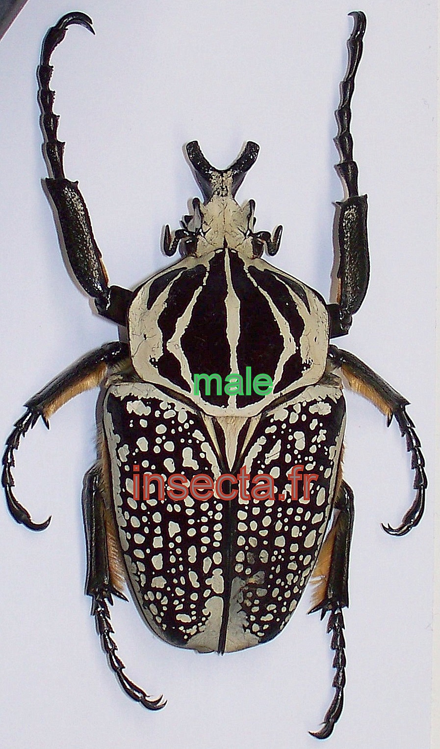 Goliathus orientalis (=meleagris) male 81/82mm