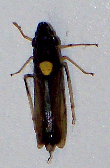 Cicadomorpha Graphocephala specie