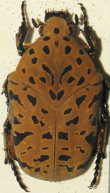 Gymnetis pantherina