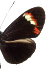 H.melp.flavotenuiatus x amaryllis(f.22) Male