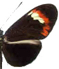H.melp.flavotenuiatus x amaryllis(f.32) Male