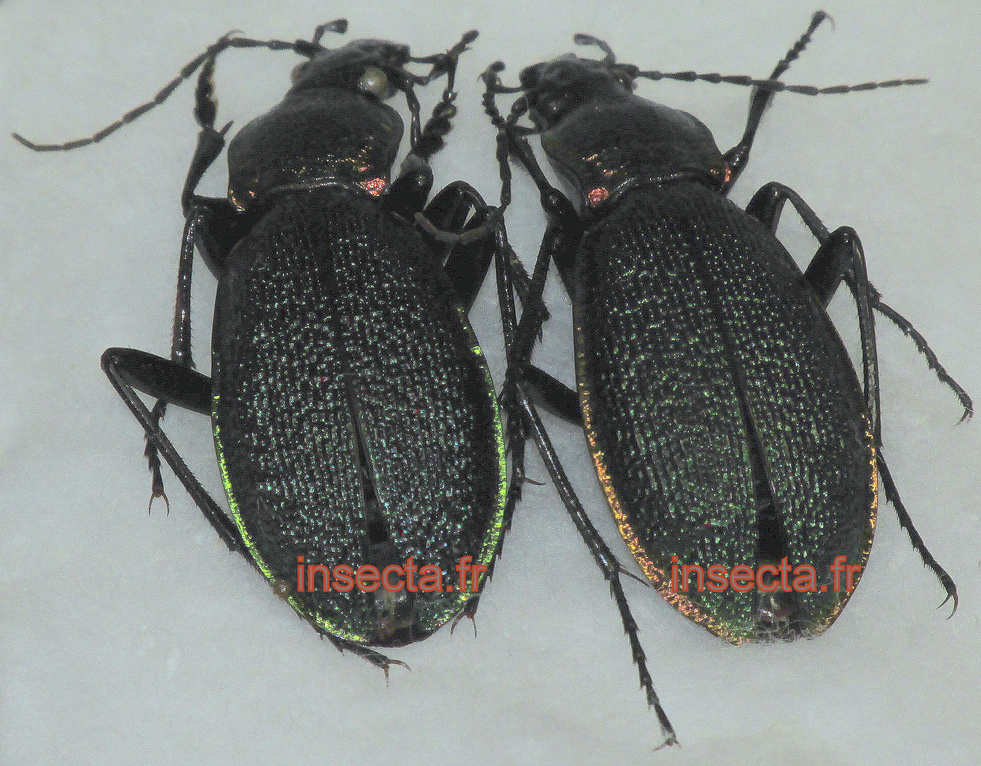 Carabus (Hemicarabus) macleayi couple