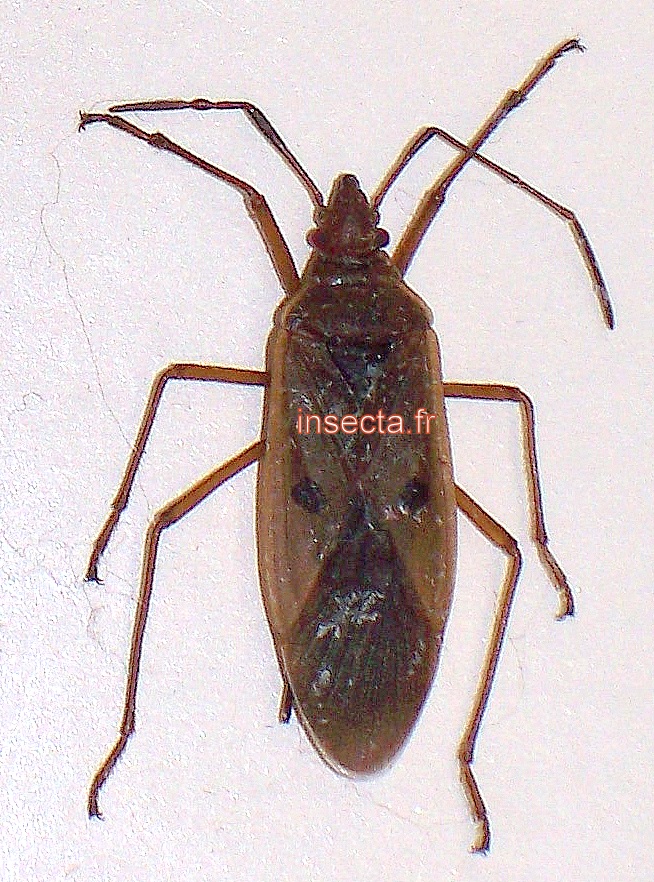 Hemiptera: Pyrrochoridae: Dysdercus chiriquinus A-