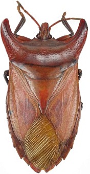 130-Hemiptera
