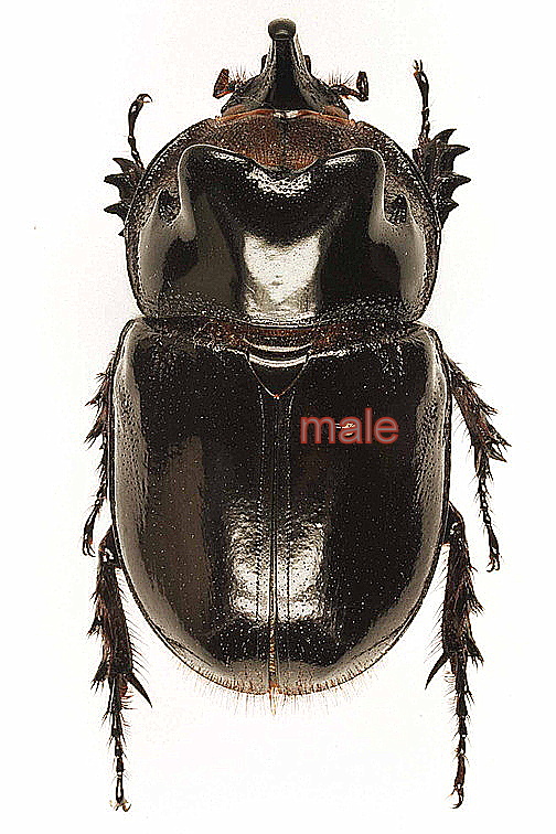 Heterogomphus ulysses male 42-43mm