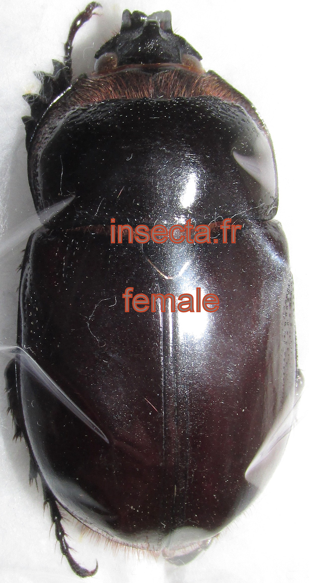 Heterogomphus ulysses couple (male 44-46mm)
