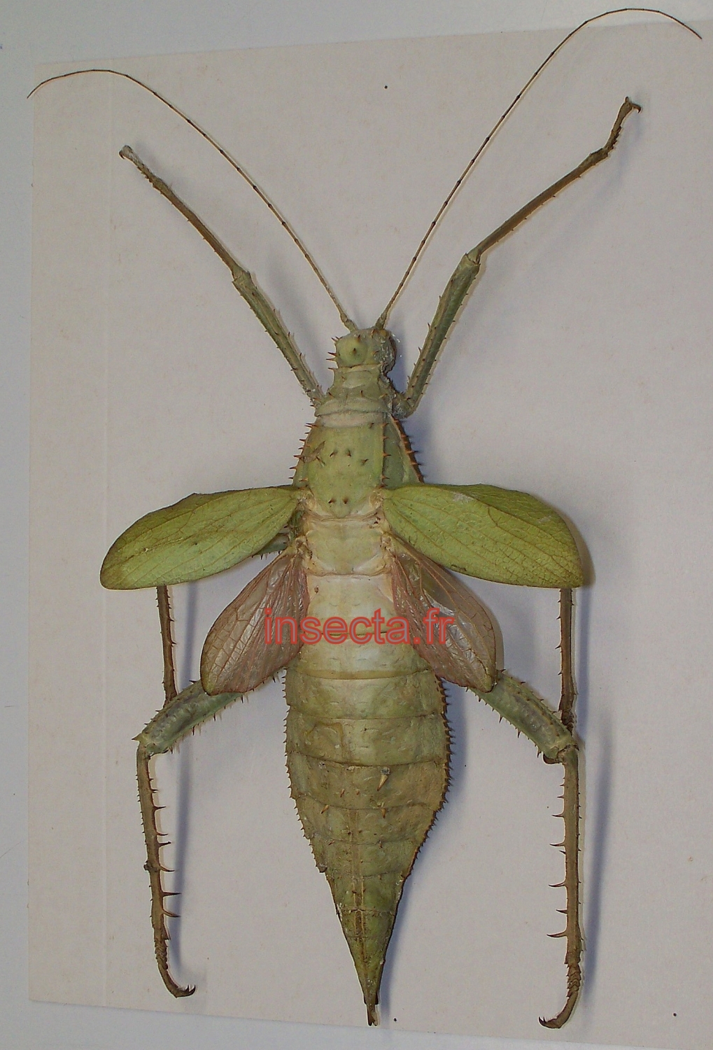 Heteropteryx dilatata female 150mm+- A-