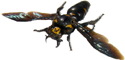 136-Hymenopteroida