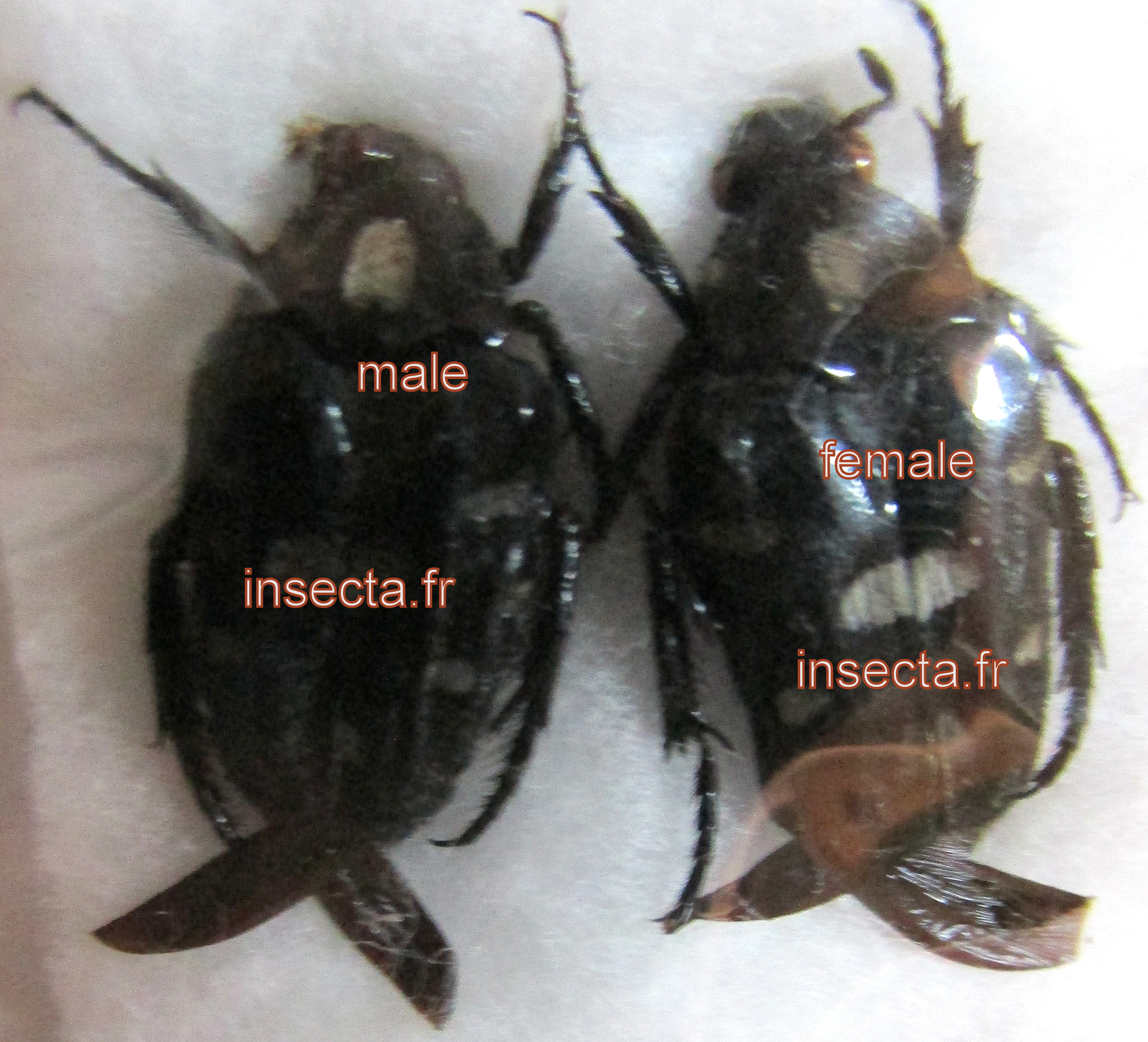 Ixorida (Mecinonota) mindanaoensis couple