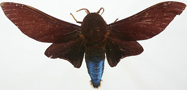 074-Lasiocampidae