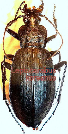 Carabus (=Leptocarabus) koreanus female