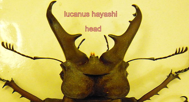 Lucanus hayashi m&acirc;le 65mm