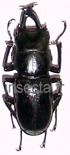 Dorcus (=Digonophorus) costipennis male 27-28mm