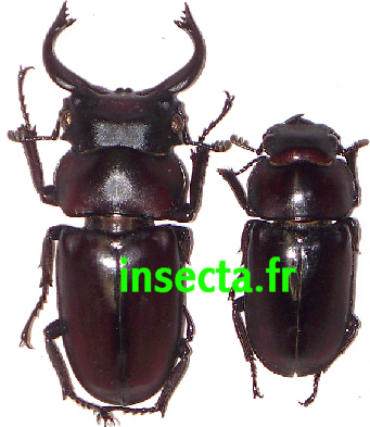 Prosopocoilus faber Pair (Male Telodontha 35-36m)