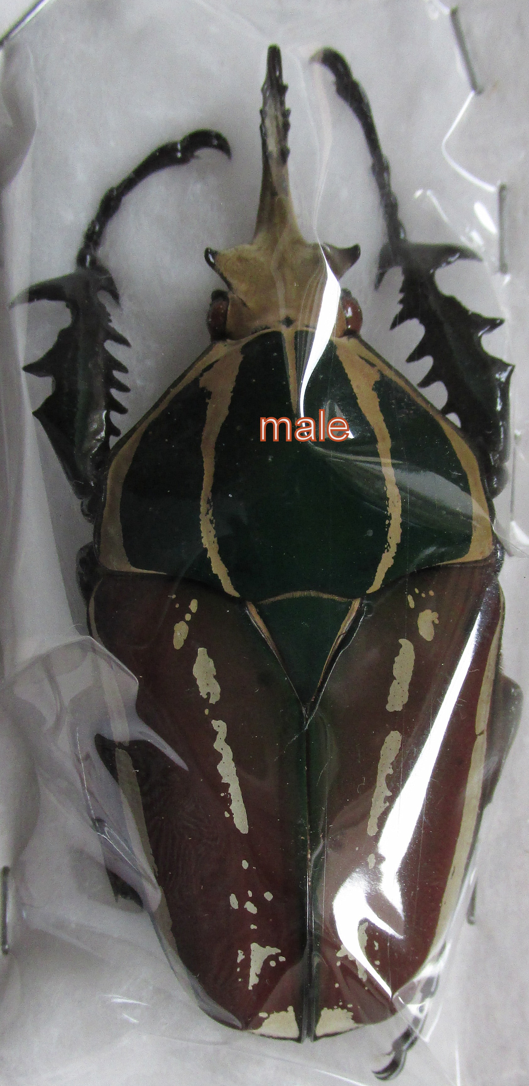 M.ugandensis macho 76mm (verde-burdeos-blanco) A1A-