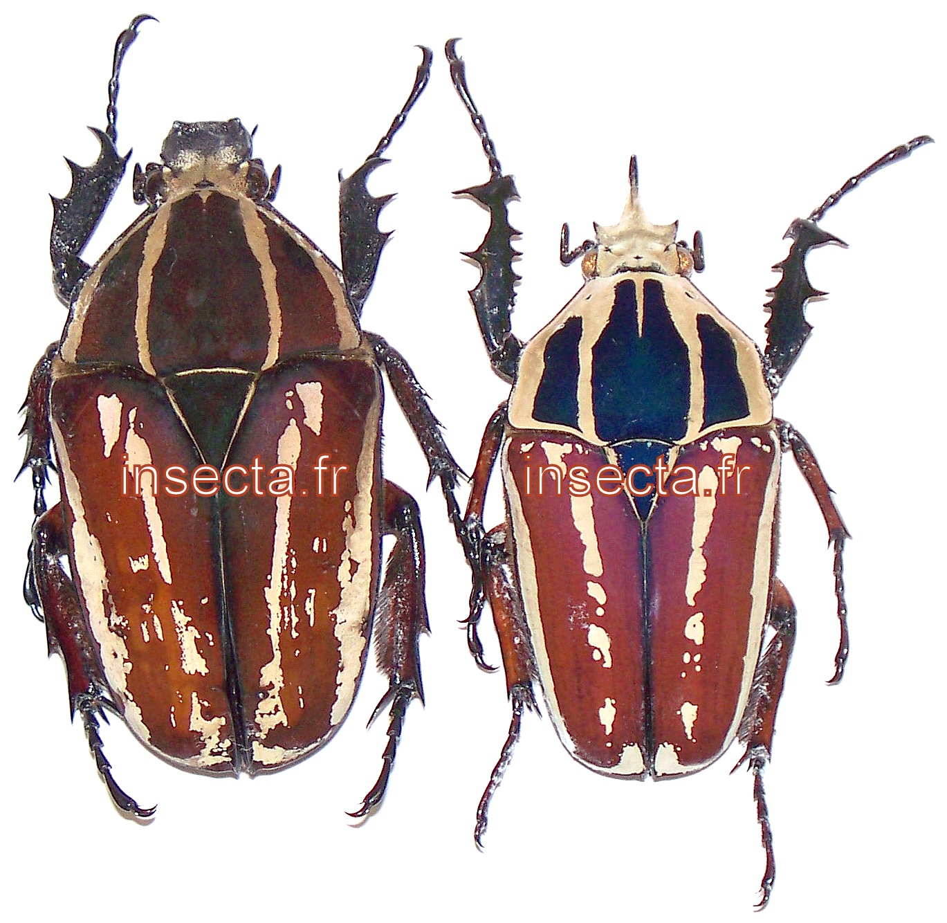 Mecynorrhina ugandensis couple ( m&acirc;le 53mm;femelle 55mm) voir photo