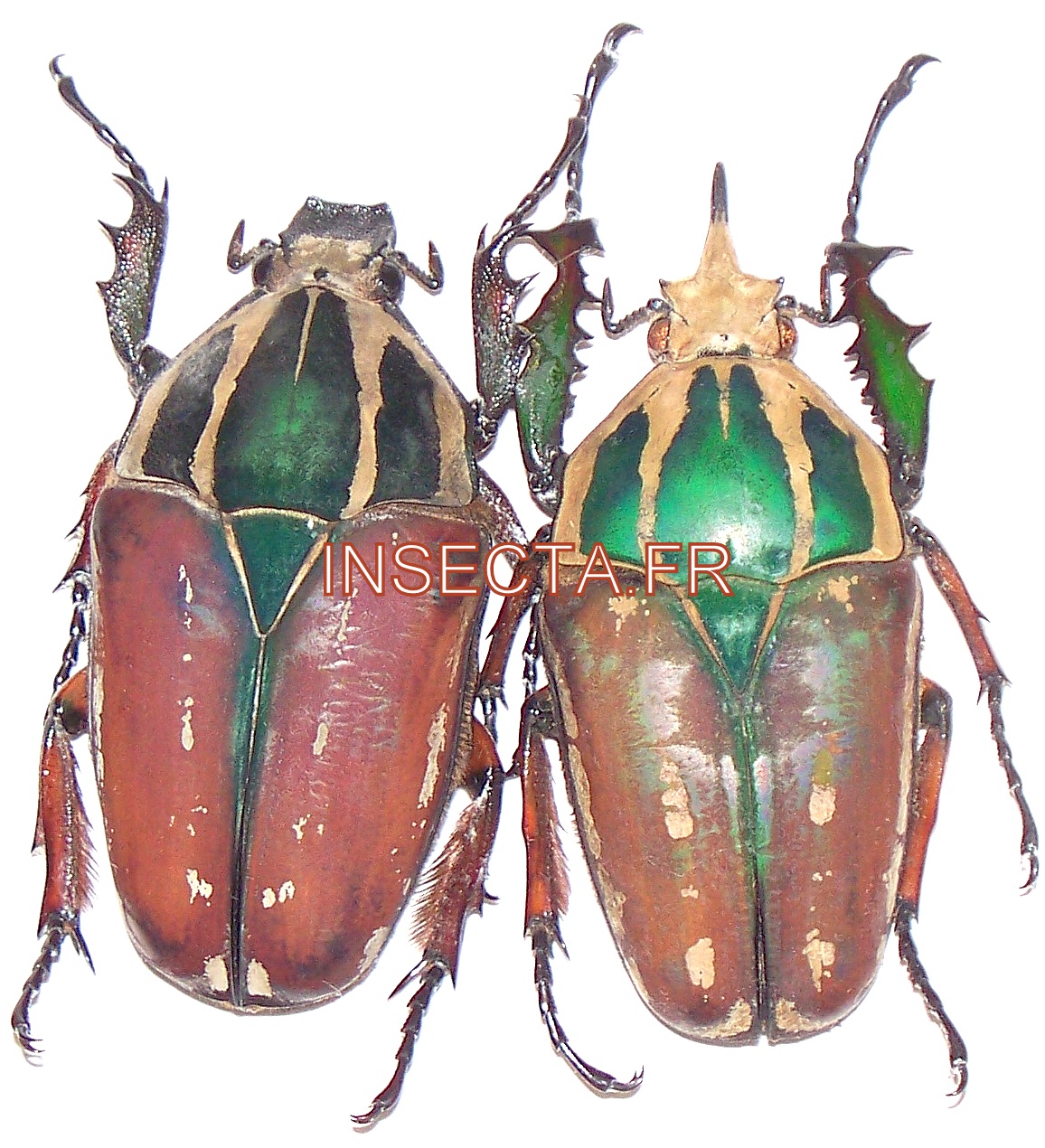 Mecynorrhina ugandensis pareja ( macho 63mm;hembra 52mm) ver foto