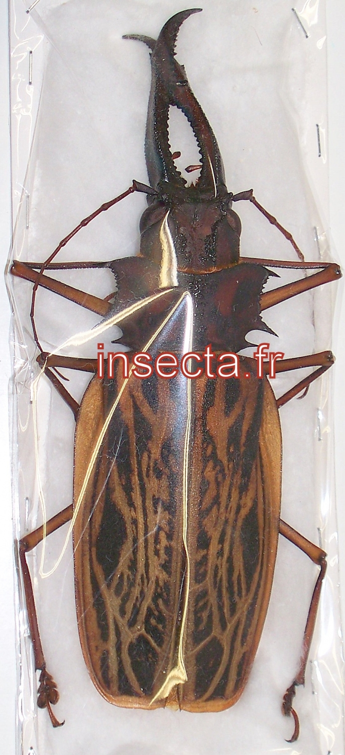 Macrodontia cervicornis m&acirc;le 148mm