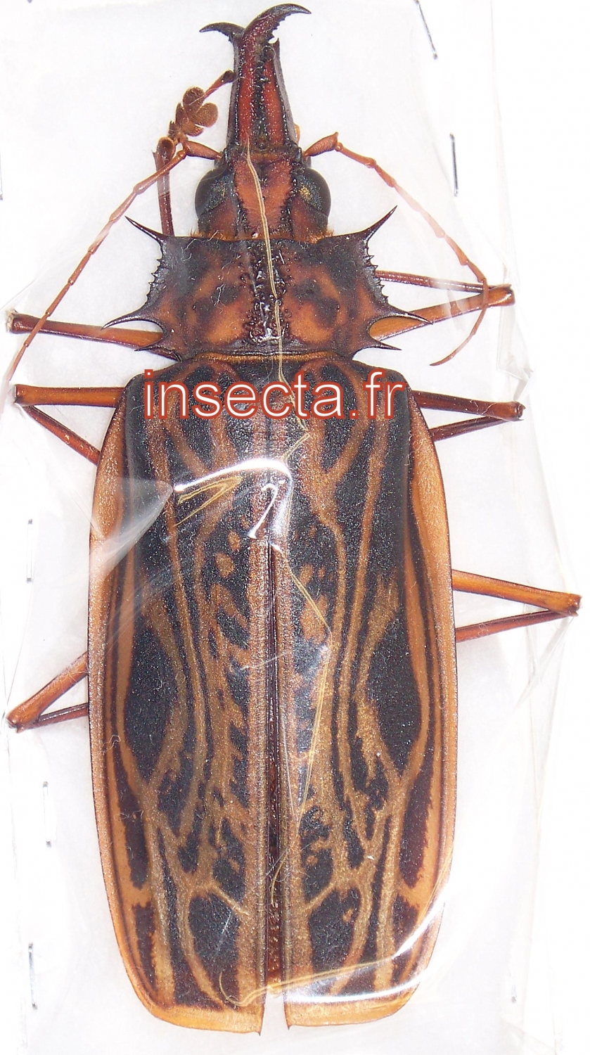 Macrodontia cervicornis female 112mm A-