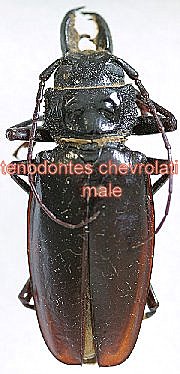 Mallodon (Stenodontes;Allomallodon;Orthomallodon) chevrolatii (bajulus; molarius) couple (m&acirc;le 60mm; femelle 60mm)
