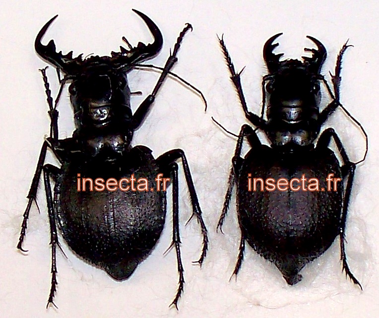 Manticora livingstoni (=damarensis =pseudoscabra) pair