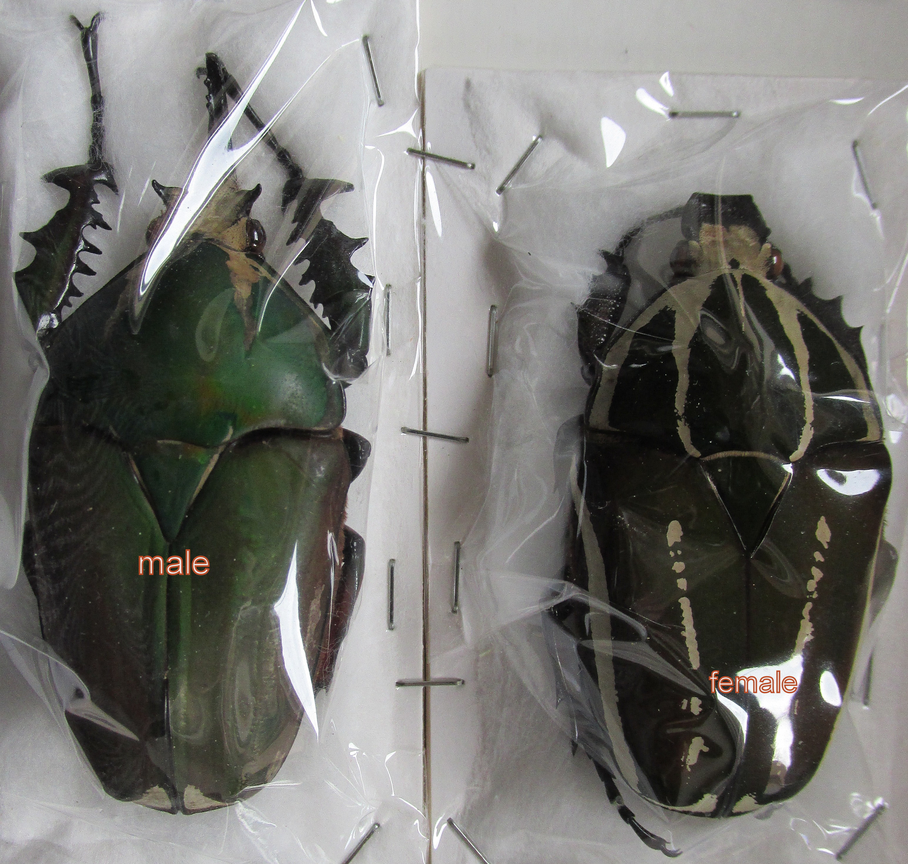 Mec.ugandensis couple (mâle 72mm;femelle 61mm) A1/A- vert,blanc