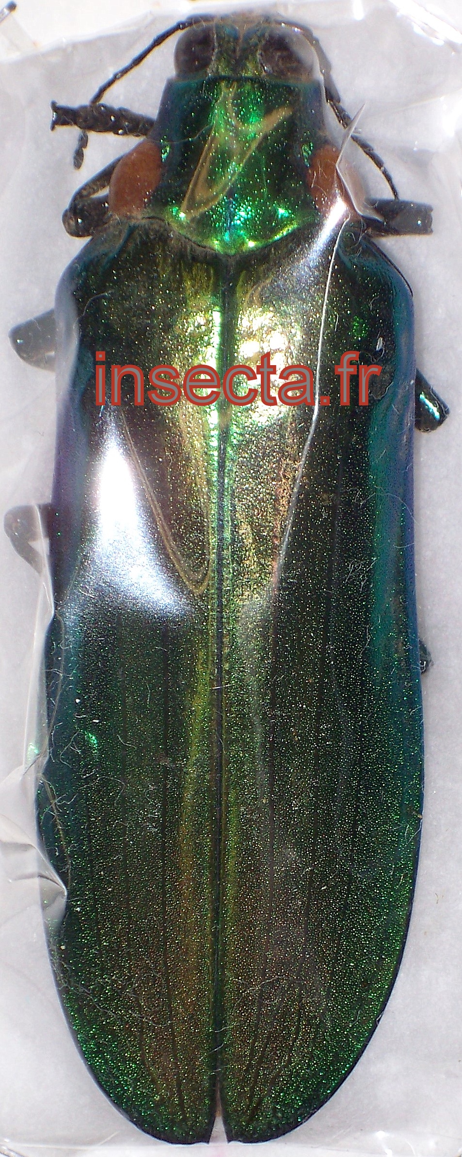 Megaloxantha bicolor nishiyamai 64-65mm