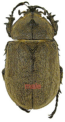 Megasoma joergenseni pair (male 36mm+)