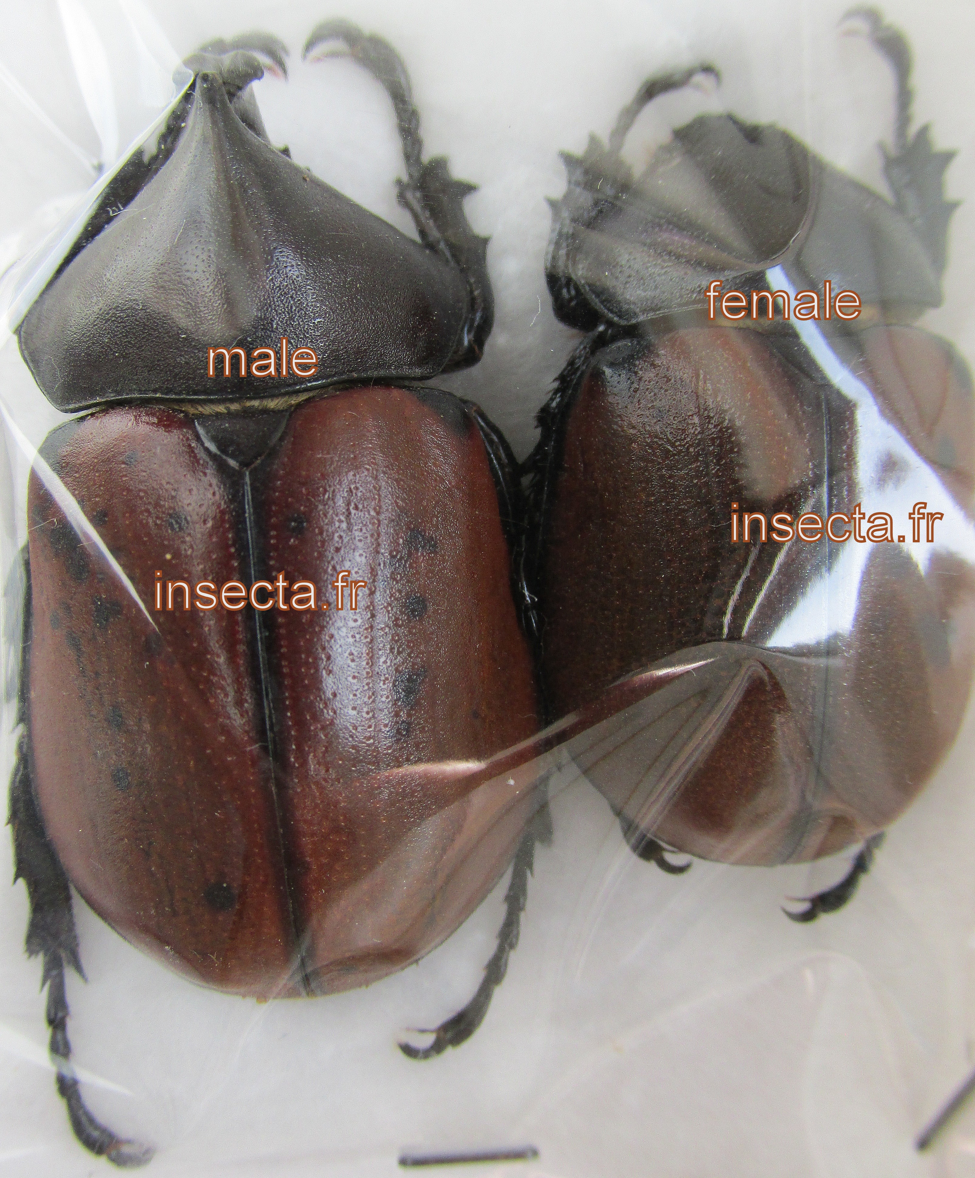 Mitracephala humboldti male
