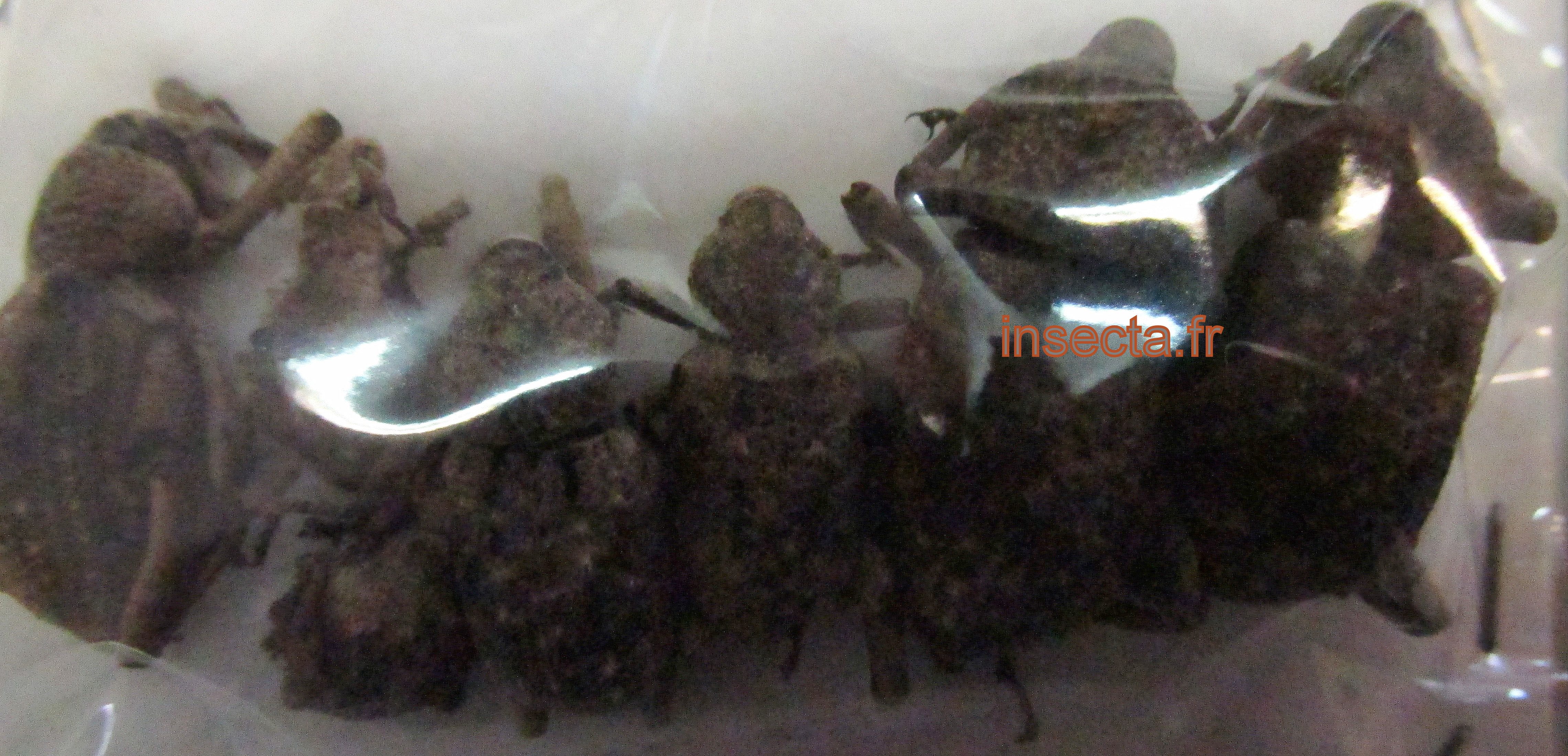 Curculionidae set mixed of 7pcs