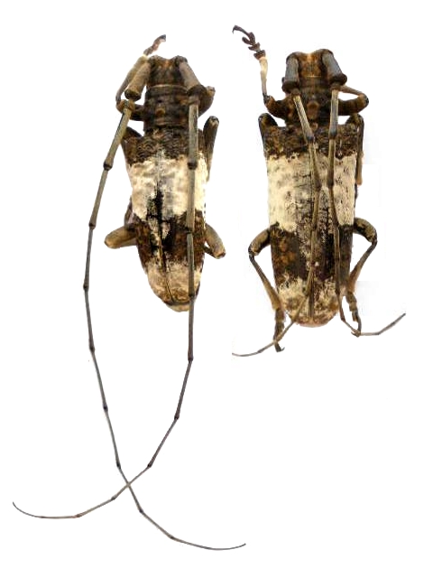 Monochamus ( Anthores) leuconotus female