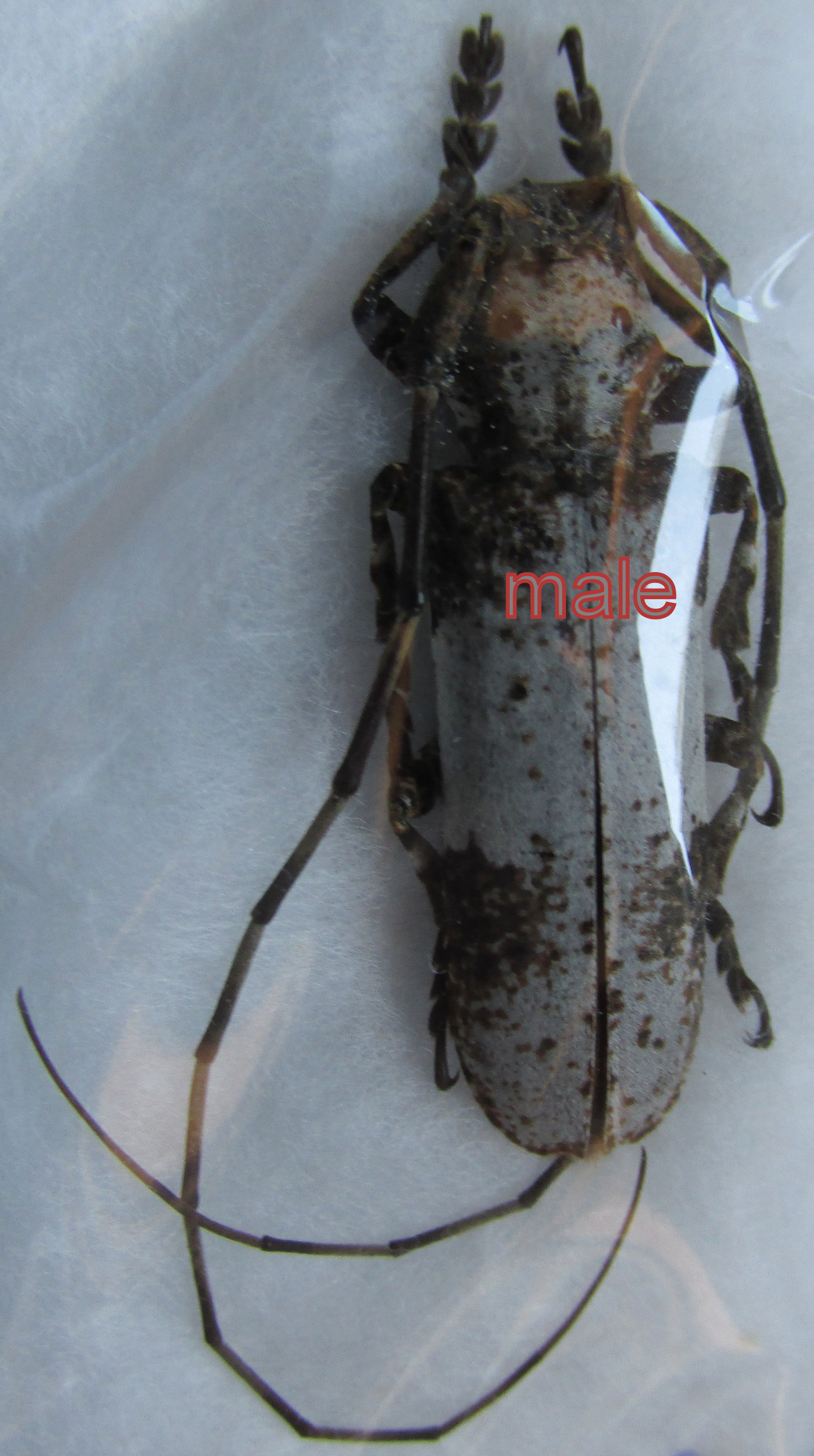 Monochamus/Ethiopiochamus ruspator male A-