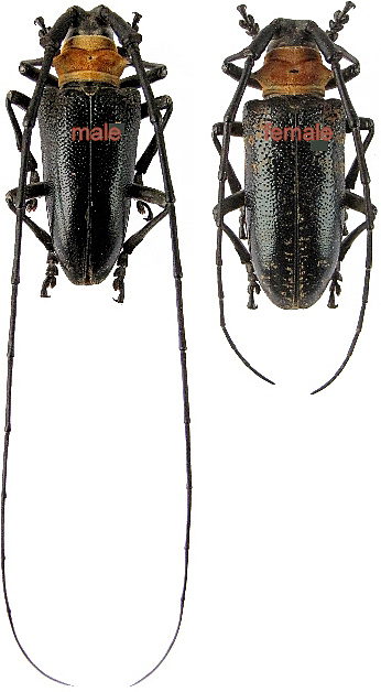 Nemophas bactoceroides femelle